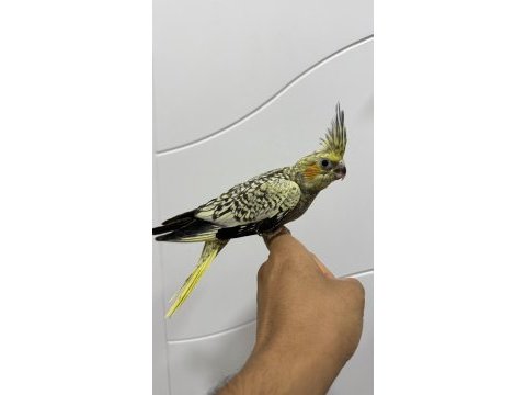 Sultan papağanlar sahiplendirilecek