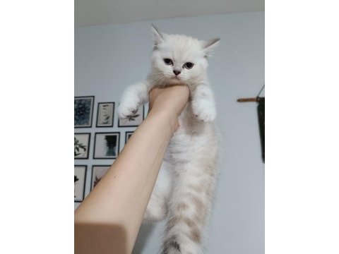 British longhair