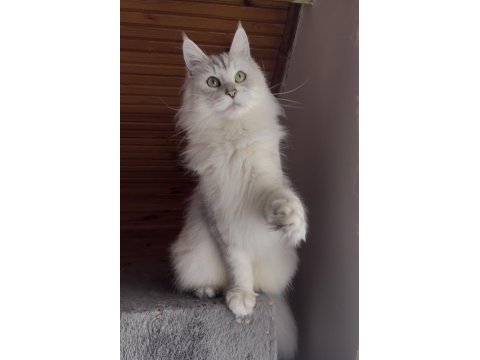 Üst kalite maine coon yavrular