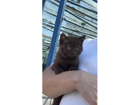 Cinnamon safkan british shorthair
