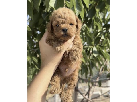 Toy poodle yavrular