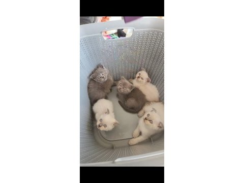 British blue point mavi göz ve scottish fold düşük kulak