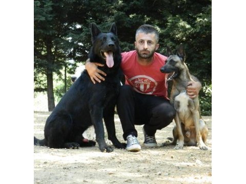 Alman kurdu şecereli yavrular eğitmenden