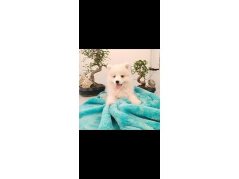 Ayi yavrusu samoyed a kalite ırk
