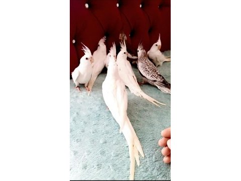 Full evcil sultan papağanı bebekler