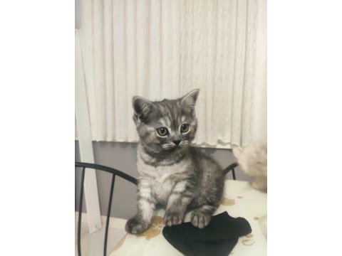 British shorthair sevimli yavru