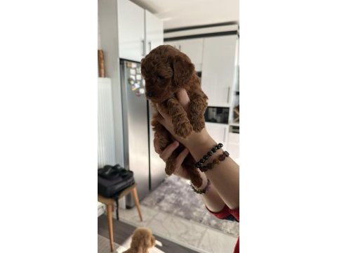 Toy poodle kore kan