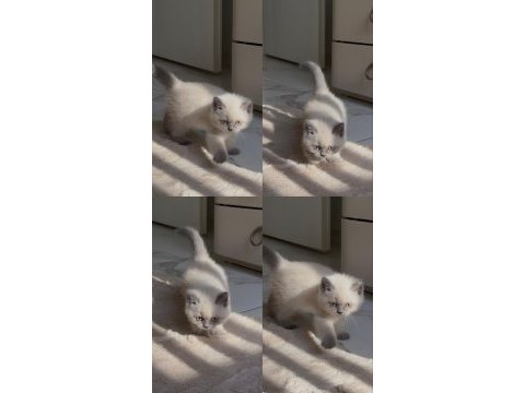 2 aylık british shorthair blue point