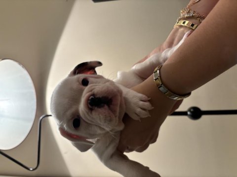 Oyuncu french bulldog köpekler