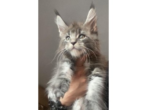 Xxxl erkek ufak vaşak gibi maine coon