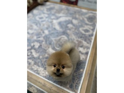 Tedy bear pomeranian boo pupy