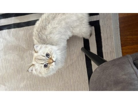 British longhair ücretsiz yuva
