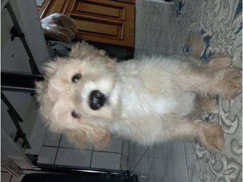 Maltipoo köpeğimiz sahiplendirilecektir