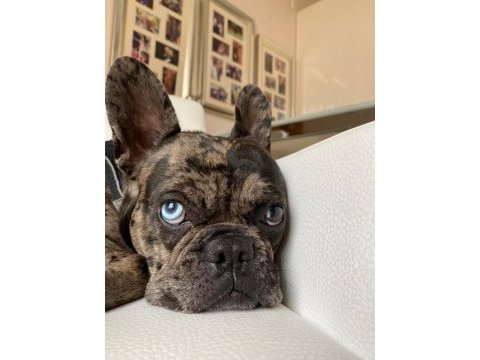 Erkek merle french bulldog 1.5 yaşında çipli