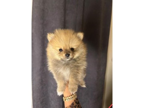 Tuvalet eğitimli sınıfının en iyisi köpeğimiz