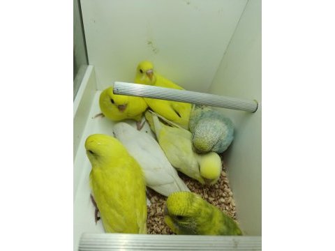 Yavru uysal muhabbet kuşlar