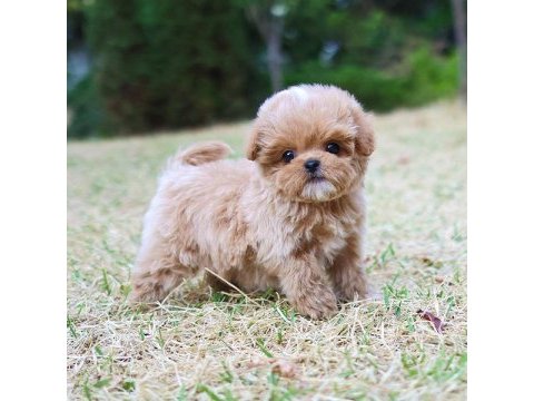 Kore gen hattı maltipoo bebeklerim