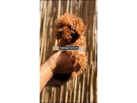 Red toy poodle