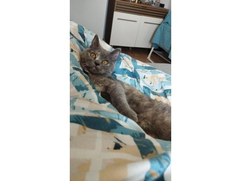 British shorthair kedimiz eşyaları ile sahiplendirilecektir