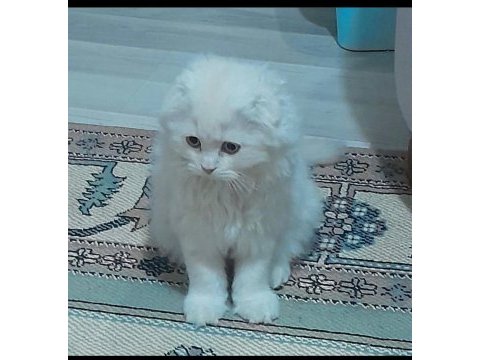 Scottish fold yavru
