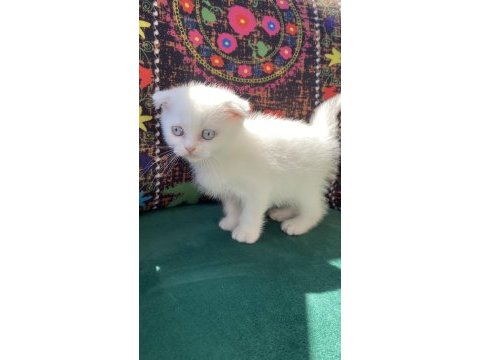 Bembeyaz kırık kulak scottish fold yavru