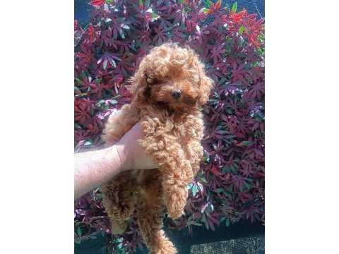Ev ortamında toy poodle yavrular
