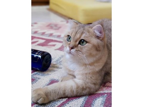 Scottish fold golden