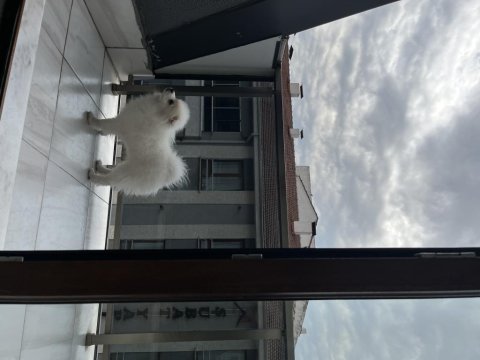Erkek beyaz pomeranian
