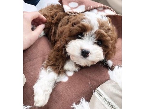 Irk ve sağlık garantili maltipoo yavrular mağazadan