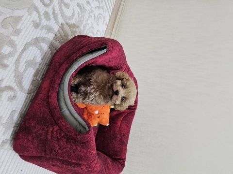 Maltipoo köpeğimiz kızımız
