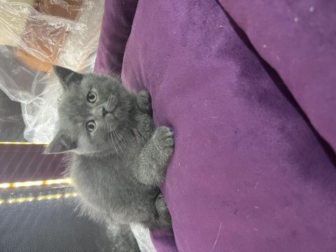 British shorthair scottish fold yavrular