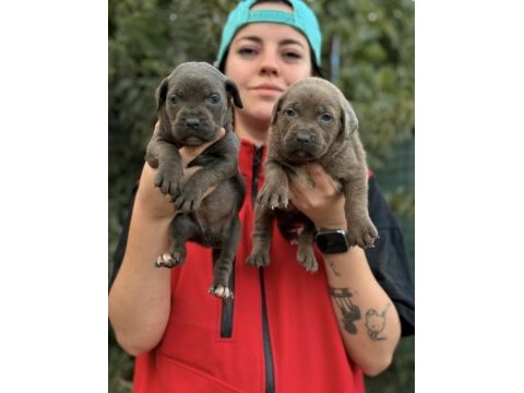 Cane corso kalite yavrular ailelerinş bekliyor