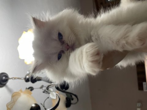 3 aylık yavrularımızı sahiplendiriyoruz persian