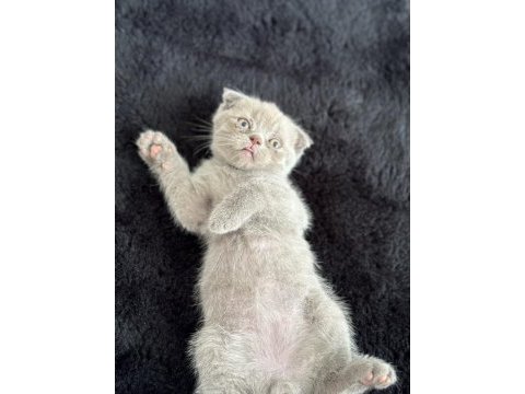Safkan scottish fold kedisi yavrusu