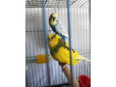 Takım muhabbet kuşu yumurtlayacak 4 veya 5 gün içinde