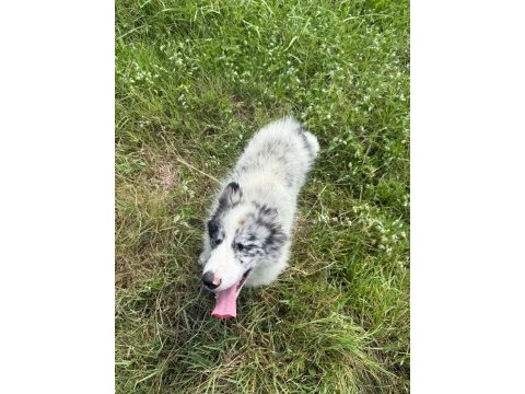 Dünyanın en zeki köpeği olan border collie