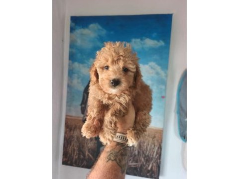 Birbirinden sevimli maltipoo yavrular