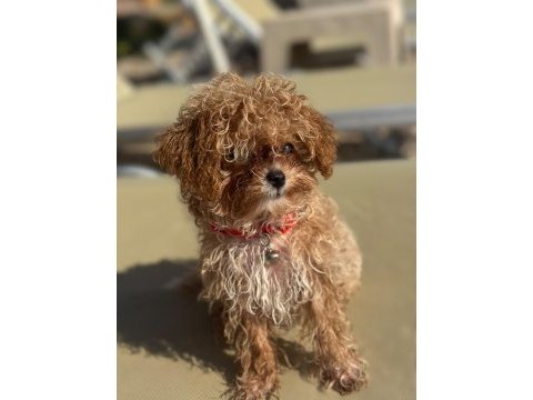 Toy poodle maltipoo yavrular