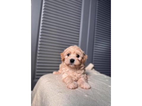 Bebek surat maltipoo yavrularım