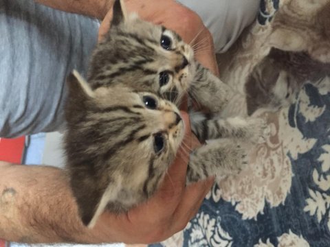 British shorthair yavrular 6 tane