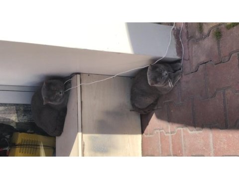 Erkek ve dişi kedilerimize yeni yuva aramaktayız