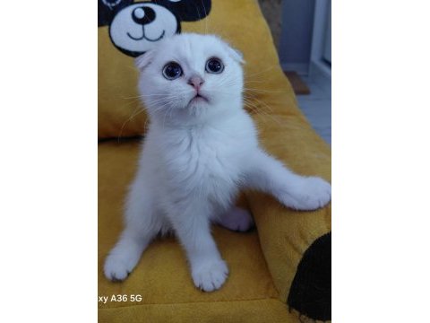 Scottish fold yavrular