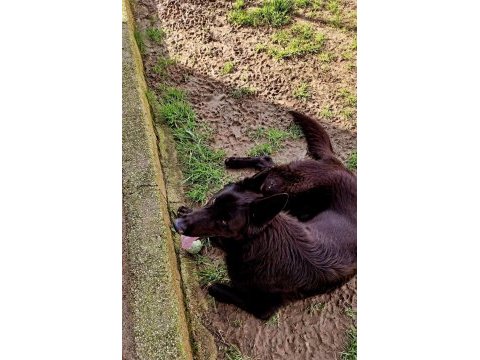 Köpeğimize eşleme dişi aday arıyoruz