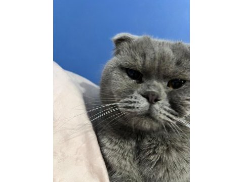 Erkek 1.5 yaşında kısırlaştırılmamış scottish fold