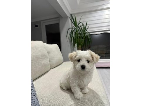 Köpeğimiz için görüşülür