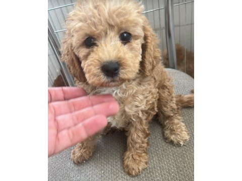 Maltipoo yavrular