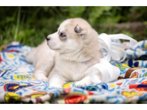 Husky yavruları