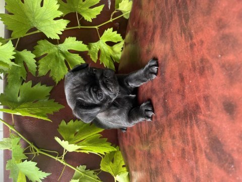 Hamburger surat pug mobs bebeklerimiz