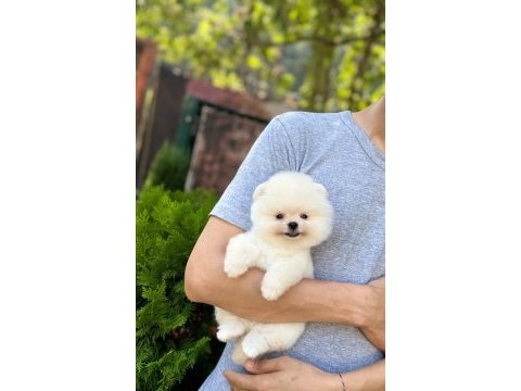 Üst kalite pomeranian boo