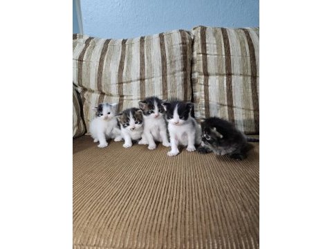 Dev kedi koca pati maine coon kediler yuvalarını arıyor